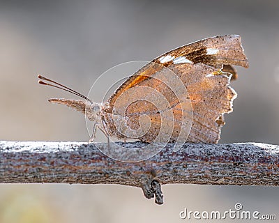 American snout nosed butterfly Stock Photo