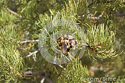 Pinyon cone on pine tree Stock Photo