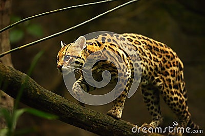 The American spotted cat Leopardus pardalis walking on the branche. Dark background Stock Photo