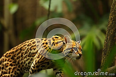 The American spotted cat Leopardus pardalis walking on the branche. Dark background Stock Photo