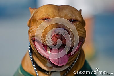 American Staffordshire Bull Terrier Portrait Stock Photo