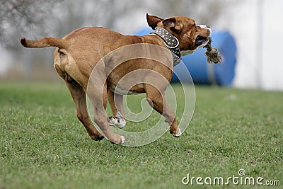 American Staffordshire terrier Stock Photo