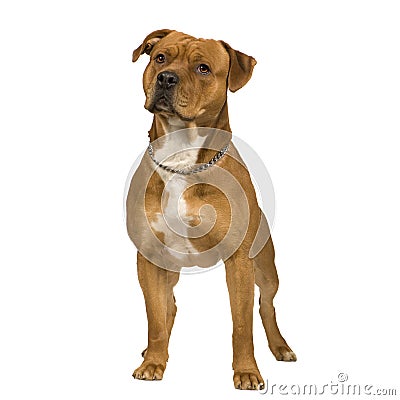 American Staffordshire terrier (2 years) Stock Photo