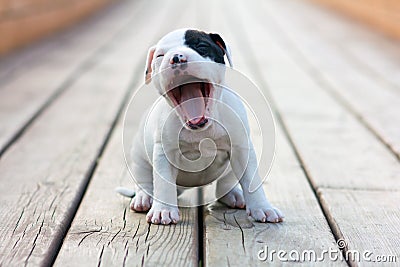 American Staffordshire terrier Stock Photo