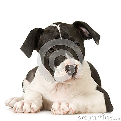 American Staffordshire terrier Stock Photo