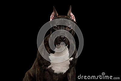 American Staffordshire Terrier Dog Isolated on Black Background Stock Photo