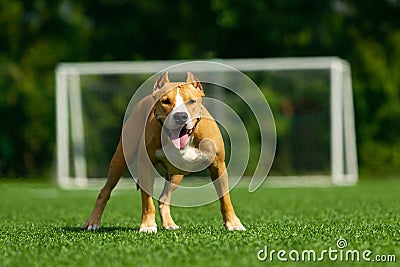 American Staffordshire Terrier dog on a summer day Stock Photo