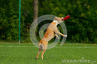 American Staffordshire Terrier dog on a summer day Stock Photo