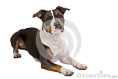 American staffordshire terrier listen Stock Photo