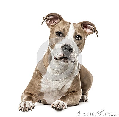 American Staffordshire Terrier lying, isolated on white Stock Photo