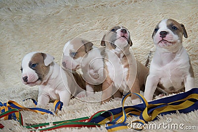 American staffordshire terrier puppies sitting near color Stock Photo