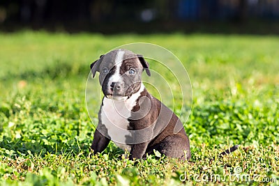 American Staffordshire terrier puppy Stock Photo