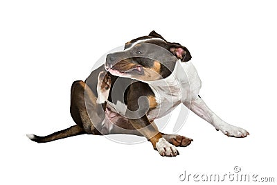 American staffordshire terrier scratchy Stock Photo