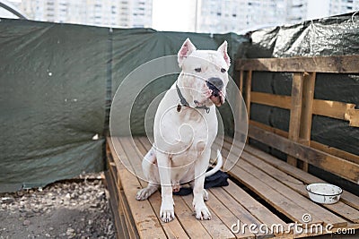 American Staffordshire Terrier standing in the park. Stock Photo