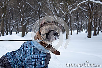 American staford terrier looking in winter snow. Dog looks toward to photo camera. Stock Photo