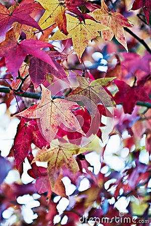 American Sweetgum Stock Photo