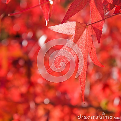 American Sweetgum Stock Photo