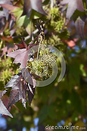 American sweetgum Stock Photo