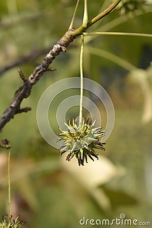 American sweetgum Stock Photo