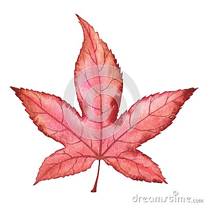 American sweetgum leaf. Cartoon Illustration