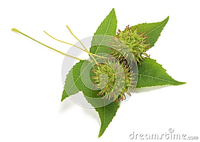 American sweetgum leaf with fruits Stock Photo