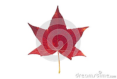 American sweetgum leaf, isolated on white background Stock Photo