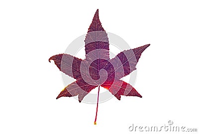 American sweetgum leaf, isolated on white background Stock Photo