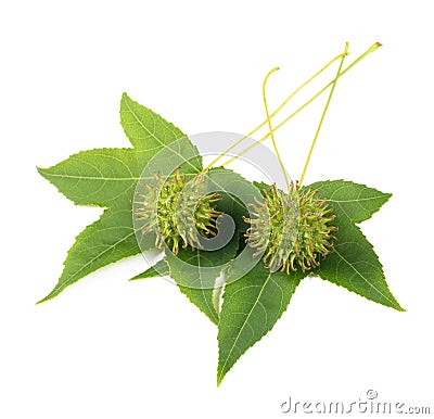 American sweetgum leaves with fruits Stock Photo