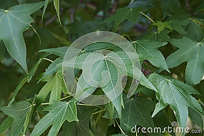 American sweetgum leaves Stock Photo