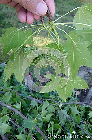 American Sweetgum, Liquidambar styraciflua Stock Photo