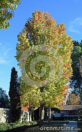 Mature American sweetgum (Liquidambar styraciflua) tree. Stock Photo