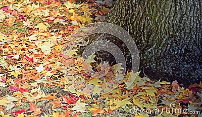 American sweetgum (Liquidambar styraciflua) tree leaves on groun nd Stock Photo