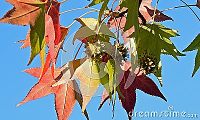 American sweetgum (Liquidambar styraciflua) tree leaves and seed pod.s. Stock Photo
