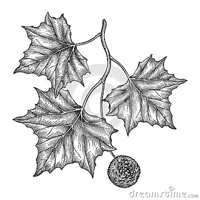 Vector hand drawn sketch of American sycamore or western plane branch with fruit and leaf in black isolated on white background. Vector Illustration