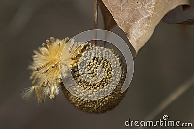 American Sycamore. or Platanus occidentalis seed pod Stock Photo