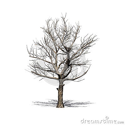 American Sycamore tree in winter with shadow on the floor Stock Photo