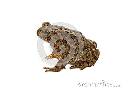 American Toad Stock Photo