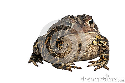 American Toad Stock Photo