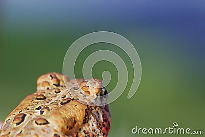 American toad contemplating with green and blue blurry background taken in St. Paul, Minnesota yard Stock Photo