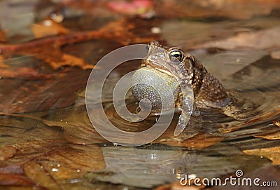 American toad Stock Photo