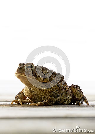 An American Toad sunning itself on a cottage deck. Stock Photo