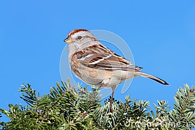 American Tree Sparrow Stock Photo