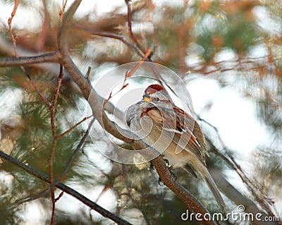 American Tree Sparrow Stock Photo