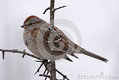 American Tree Sparrow in a Tree Stock Photo