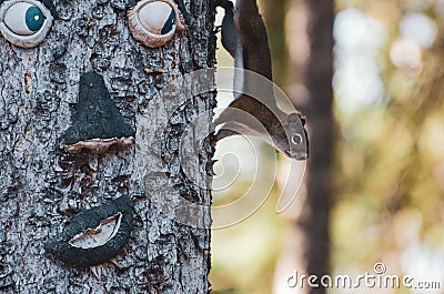 American Tree Squirrel climbing down a tree trunk decorated with a smiling face at Duck Mountain Provincial Park, Manitoba, Canada Stock Photo
