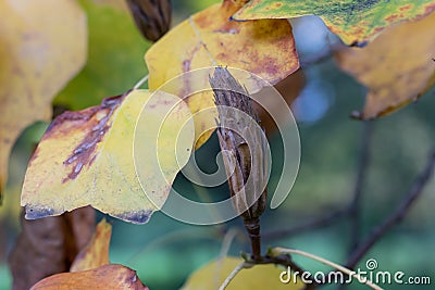 American tulip tree Liriodendron tulipifera, fall foliage and seed head Stock Photo