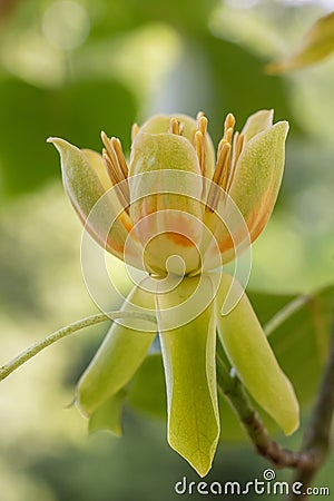 American tulip tree Liriodendron tulipifera, an open flower Stock Photo