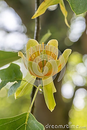 American tulip tree Liriodendron tulipifera, open flower Stock Photo