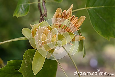 American tulip tree Liriodendron tulipifera, open flowers Stock Photo