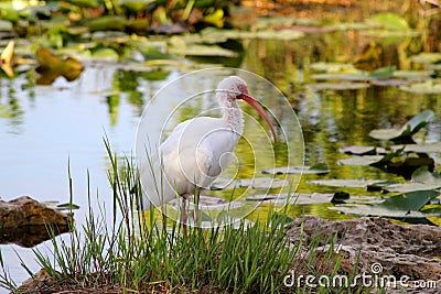 American white ibis sitting on river shore - Everglades National park - Florida - USA Stock Photo